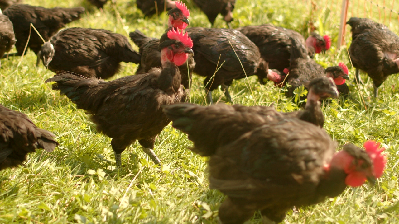 Pattes de Poule, Poulet 500gr